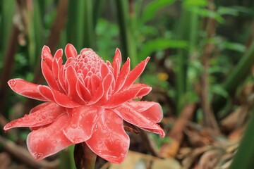 A red Torch Ginger flower is blooming with green leaves background in summer time. Nature background concept.
