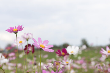 pink cosmos flowers in the garden with a clear sky