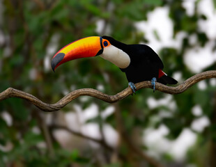 Fototapeta premium Chestnut-eared Aracari closeup portrait on green background in Pantanal, Brazil