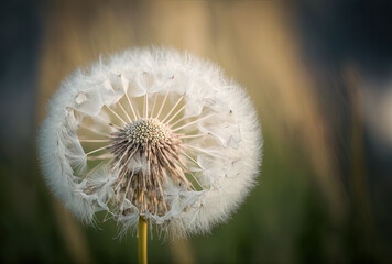 Fototapeta premium Daytime macro photo of a white dandelion in a field. Generative AI