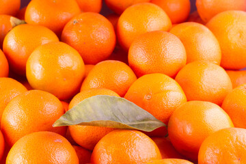 tangerine leaf against the background of many tangerines close-up