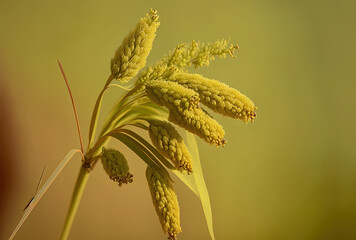 Panicum Miliaceum plant, often known as proso millet or common millet, in close up on a hazy yellow green backdrop. Generative AI - obrazy, fototapety, plakaty