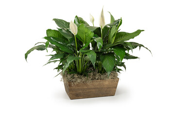 Green House Plant in brown wood box, Peace LilySpathiphyllum, isolated on white background. White flowers. Popular air purifier plant for tropical minimal design. Lush foliage Space for copy