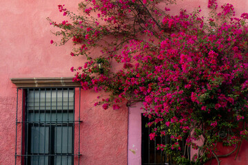 Fototapeta na wymiar Rustic house entrance with a bougainvillea. Queretaro, Mexico.