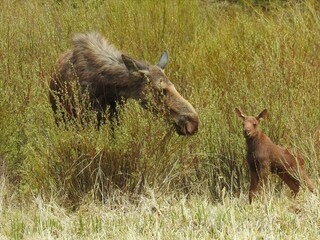Mossin' Around in the Rockies