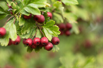 close-up of ripe rowan berries with leaves on deoev with blurred background