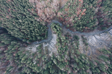 Luftaufnahmen von einem mit Fichtenwald bewaldeten Tal in den Alpen.