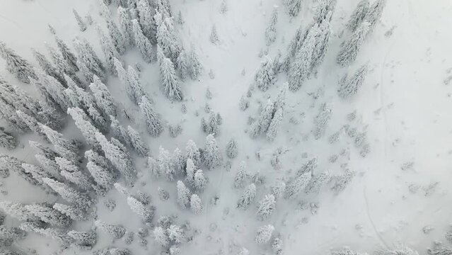 Flying above snowy forest. Snowfall in winter. Snow storm above frozen trees. Top aerial view of snow cowered trees in Mountains