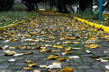 Obraz premium The warm colors of the autumn