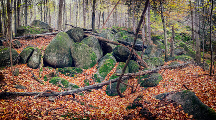 rocks in the forest - 554514946