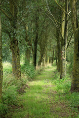 Trail along the Canal d'Eu a la mer - Eu - Seine Maritime - Normandie - France