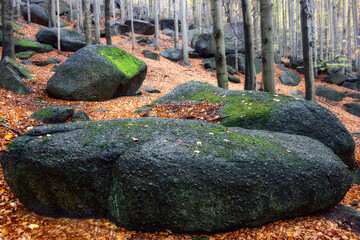 rocks in the forest - 554514983