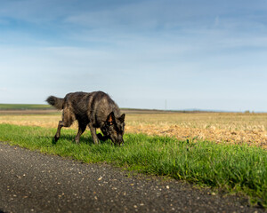 Fototapeta na wymiar chien loup noir marchant dans les champs