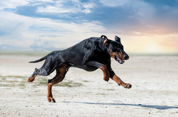 training of dobermann pinscher