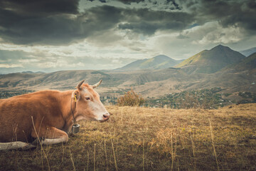 cow grazing in the mountains at sunset