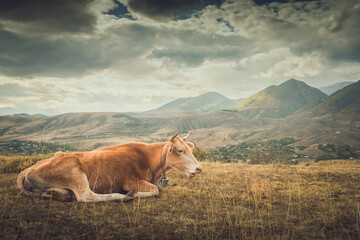 cow grazing in the mountains at sunset