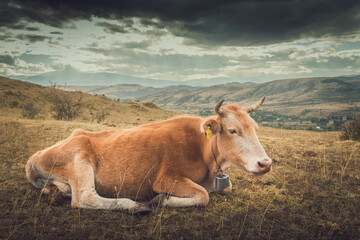 cow grazing in the mountains at sunset
