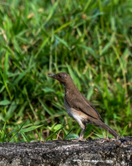 Black-billed thrush (Turdus ignobilis) in Colombia