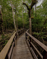 A small bridge in the forest, Langkawi, Malaysia