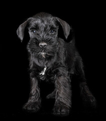 miniature schnauzer in studio