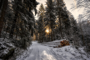 winter in the forest