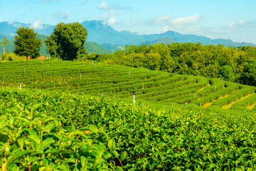 Fototapeta na wymiar Blurred landscape view of tea plantation in North of Thailand. Unfocus