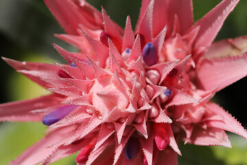 Aechmea fasciata