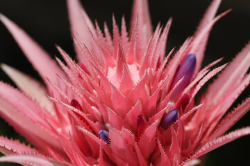Aechmea fasciata