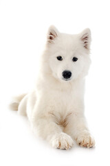 samoyed dog in studio