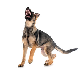 young german shepherd