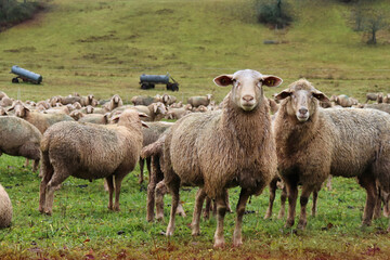 Obraz premium Two sheep looking in a herd of sheep in a grassy field in rural Germany