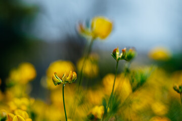 field of yellow flowers