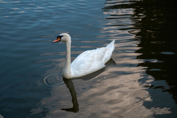 Swan swimming on the lake 