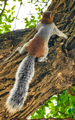 Grey squirrel climbing tree in Puerto Escondido Mexico.
