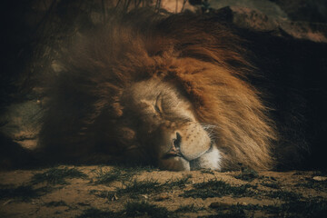 Der König der Löwe der sehr müde ist.