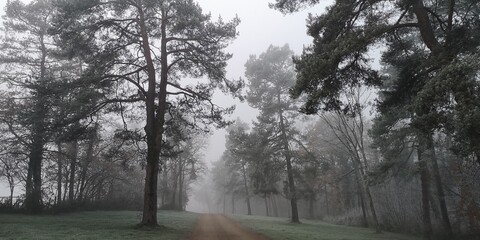 Winterwald im Morgennebel