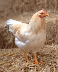 Gallo sul fieno