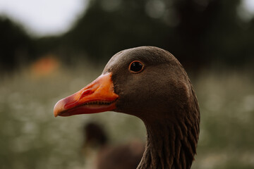 Close up Ente