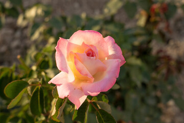 Rosa blanca y rosa al atardecer