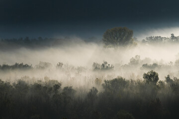 Silhouettes of trees and forest in the morning fog. Autumn scene.