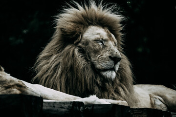 Der König der Löwen © Andreas
