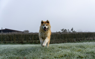 akita inu joyeux en hiver