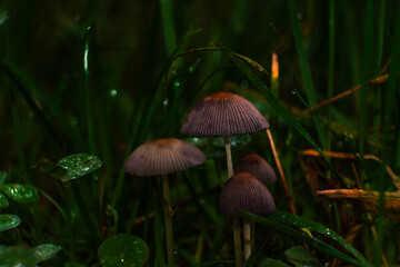 Mehrere Pilze im Wald