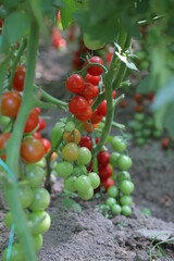 tomatoes in the garden