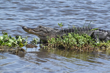 Alligator in the wild of New Orleans