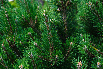 Green pine branches close up