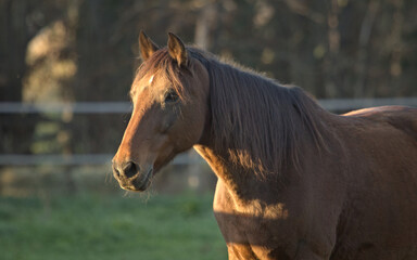 Fototapeta premium Portrait of horse. Animals in the village, countryside landscape. Head horse closeup.
