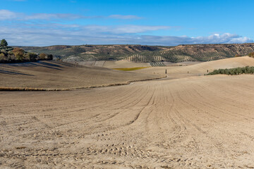 Agricultural landscape of fields prepared for planting between olive trees and some cypresses in Andalusia (Spain)