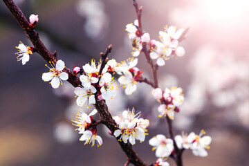 Cherry plum blossoms. Cherry plum branch with white flowers
