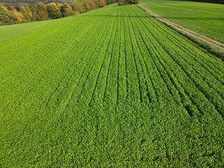 Top view of a winter rapeseed field on a warm sunny day in November